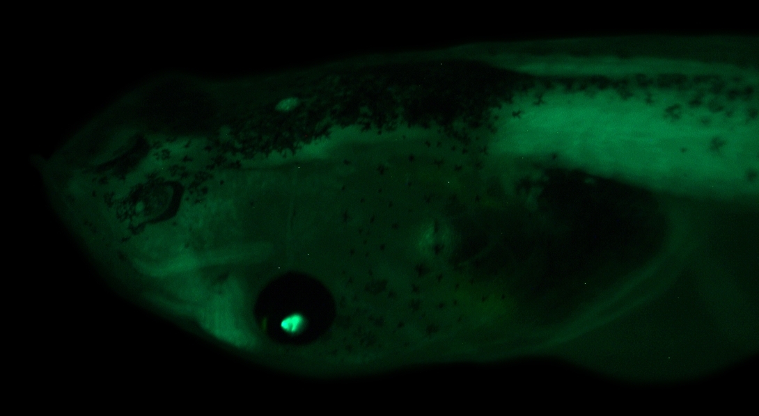 head-side-1-photoshop