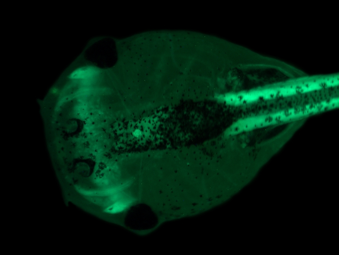 head-top-1-photoshop