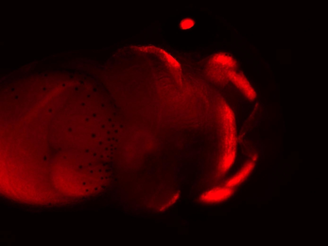 head-ventral-side-red-plus-2_-bright-4s-exposure