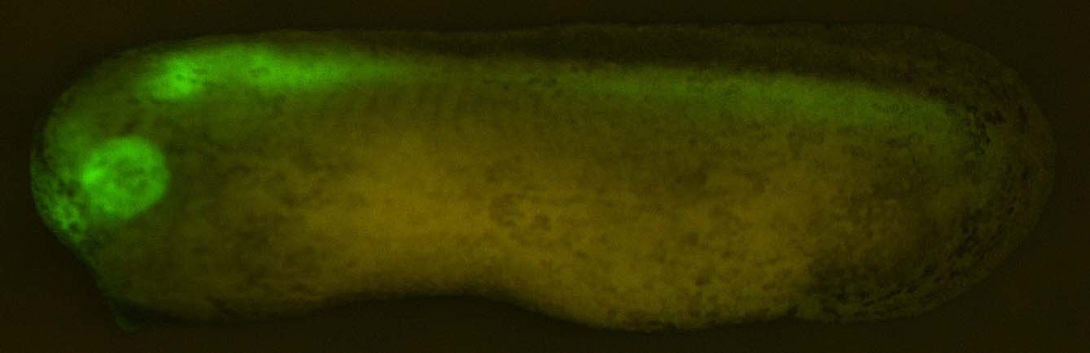 pax6-gfp
