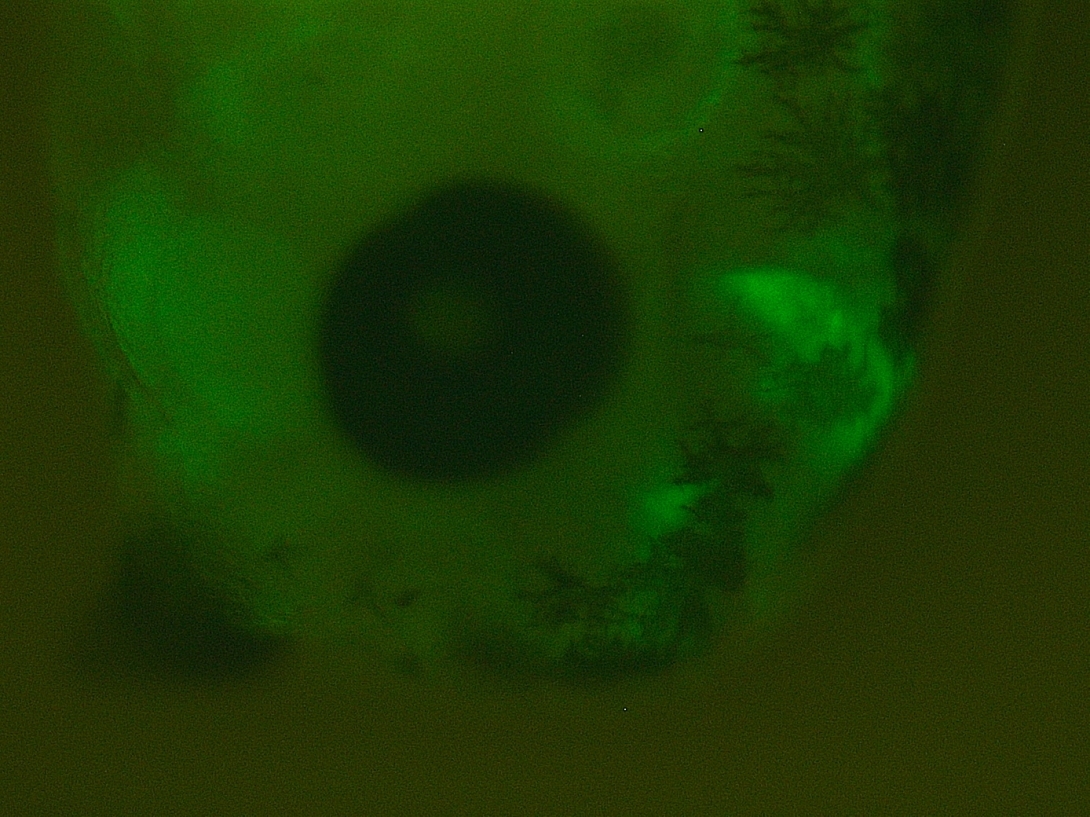 pbin7LEFGFP