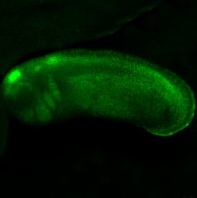 pbin7LEFGFP_EXRC