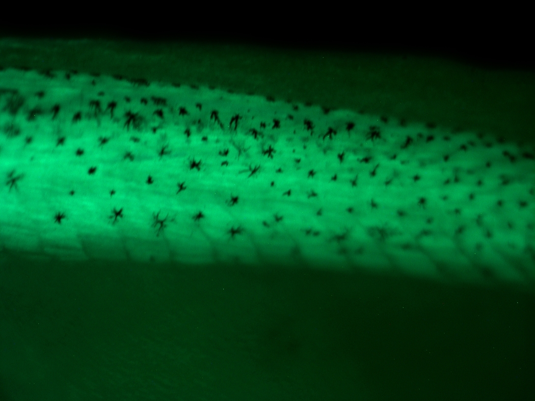 tail-somites-1-photoshop