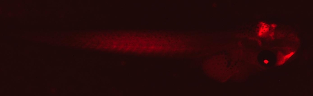 whole-bro-red-8s-exposure